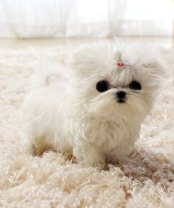 Maltese Teacup Puppies