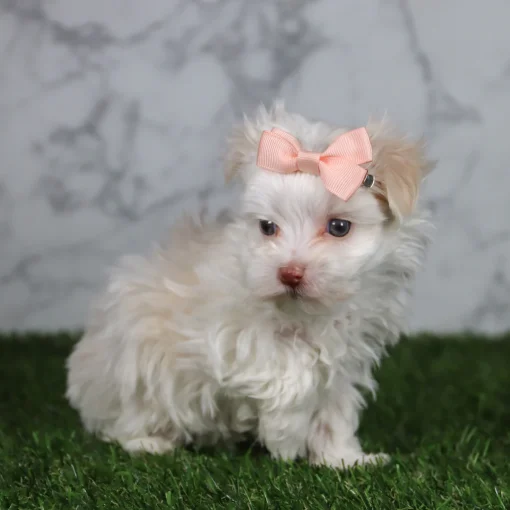 Indy | Female Teacup-Toy Maltese