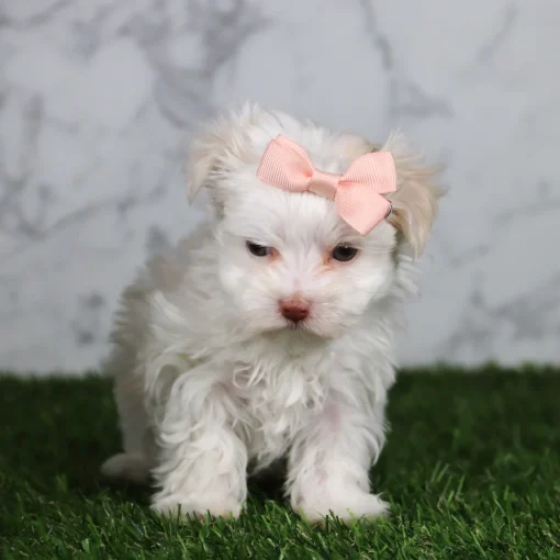 Indy | Female Teacup-Toy Maltese - Image 2