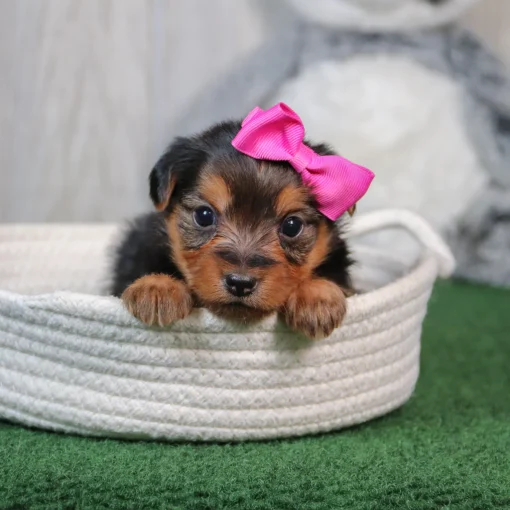 Bonnie | Female Teacup-Toy Yorkie - Image 2