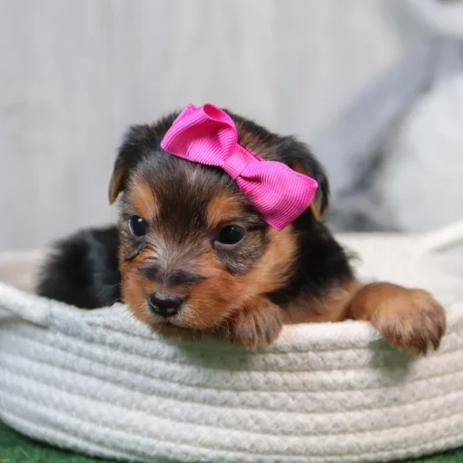 Bonnie | Female Teacup-Toy Yorkie - Image 3