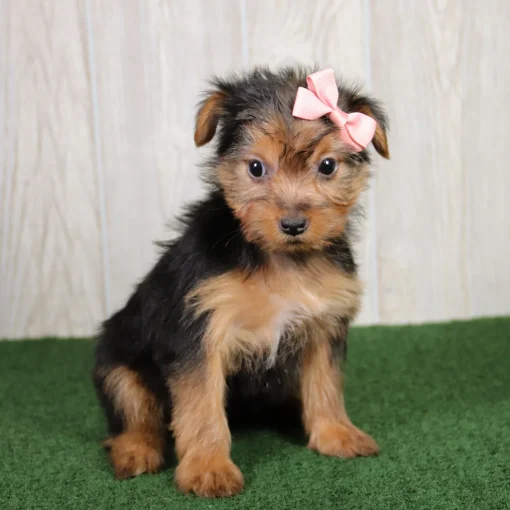 Bonnie | Female Teacup-Toy Yorkie - Image 4