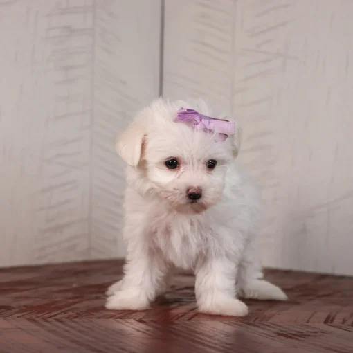 Crystal | Female Teacup-Toy Maltese