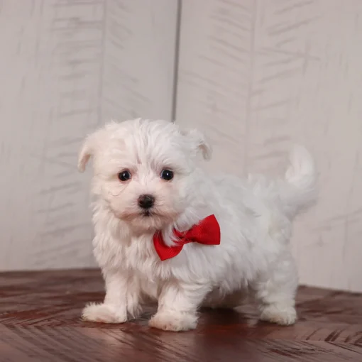 Male Teacup- Maltese - Image 5