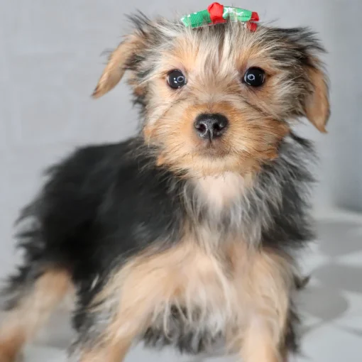 Bonnie | Female Teacup-Toy Yorkie