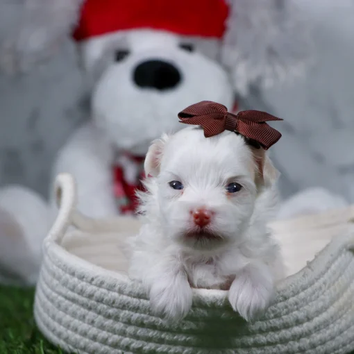 Indy | Female Teacup-Toy Maltese - Image 3