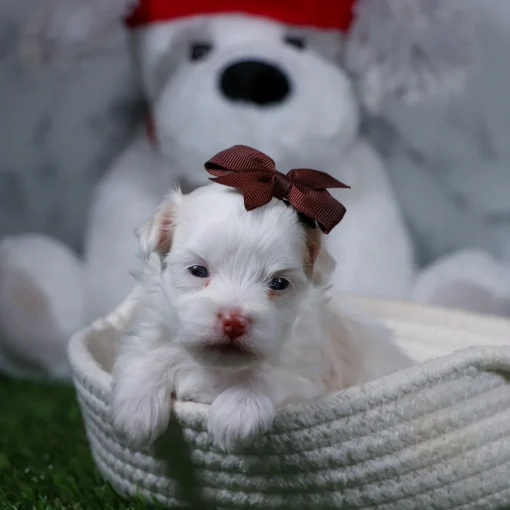 Indy | Female Teacup-Toy Maltese - Image 4