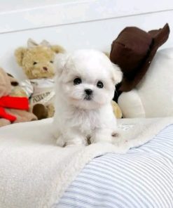 Paris | Female Bichon Frise