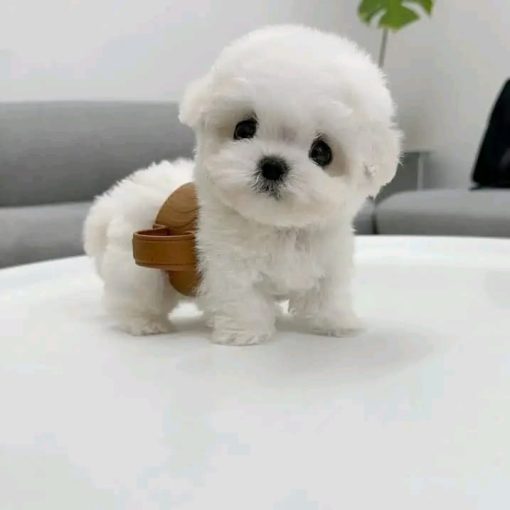 Link | Male Bichon Frise - Image 3