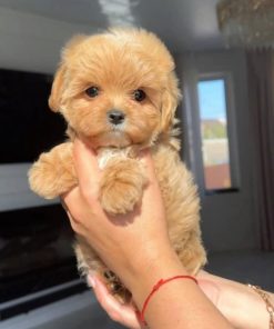 Terri | Female Teacup-Toy Maltipoo