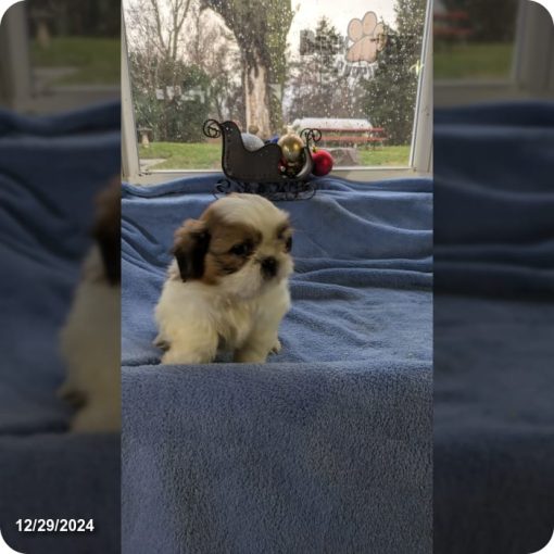 Tyson | Male Shih Tzu teacup puppies - Image 4