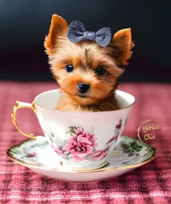 Teacup-Toy Yorkie