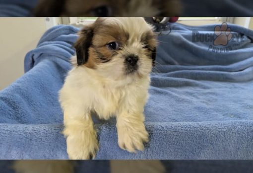 Tyson | Male Shih Tzu teacup puppies